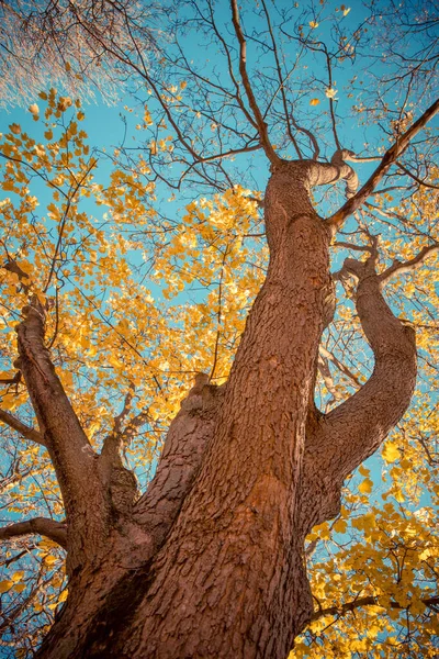 Sonbahar Güz Ağaçlar Renkli Aracılığıyla Parlayan Güneş Bırakır Vintage Fotoğraf — Stok fotoğraf