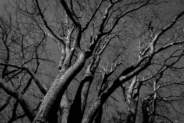幽灵般的抽象黑白树剪影日出时间 — 图库照片