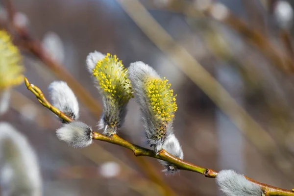 春先にふわふわの柔らかい柳芽 — ストック写真
