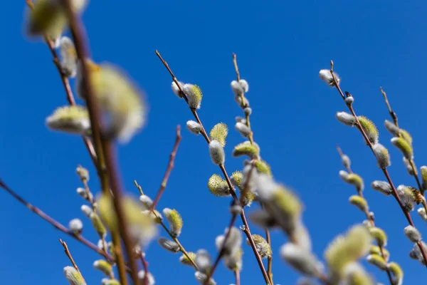 Tüylü Yumuşak Willow Tomurcukları Erken Bahar — Stok fotoğraf