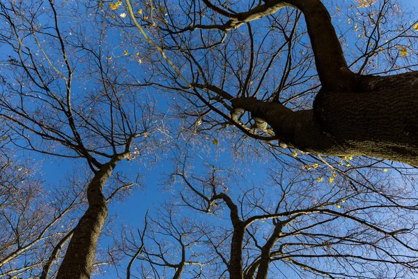 Leuchtend Bunte Baumwipfel Vor Blauem Himmel Zur Herbstzeit — Stockfoto