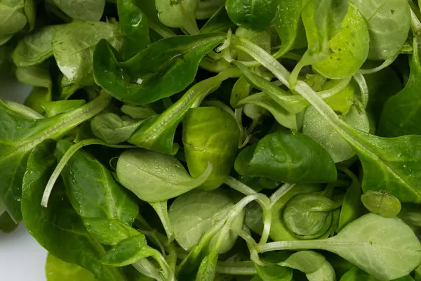 Mache Salade Verte Salade Fond Rapproché — Photo