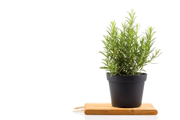 stock image rosemary inside a black pot on white background, rosmarinus officinalis