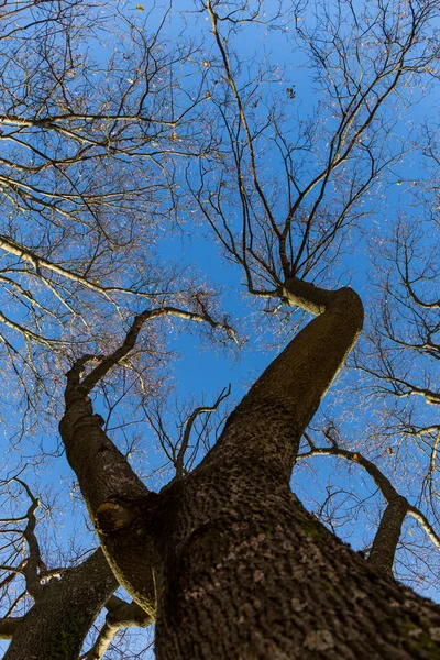 Sonbahar Zaman Treetop Mavi Gökyüzü Önünde Canlı Renkli — Stok fotoğraf