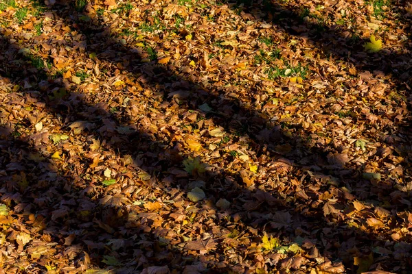 Harsh Shadows Background Fallen Leaves Autumn Forest — Stock Photo, Image