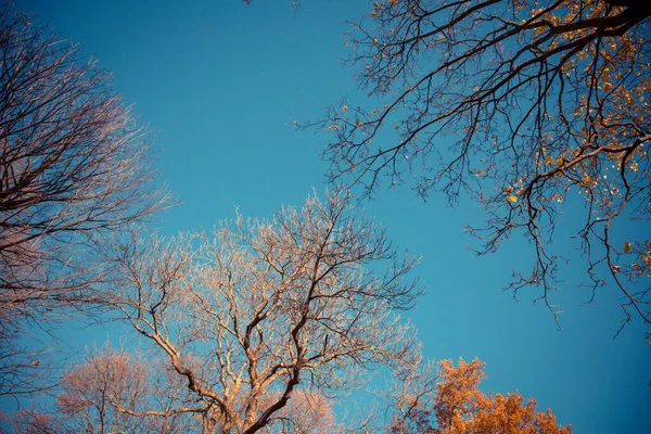 Outono Queda Árvores Sol Brilhando Através Folhas Coloridas Estilo Fotografia — Fotografia de Stock
