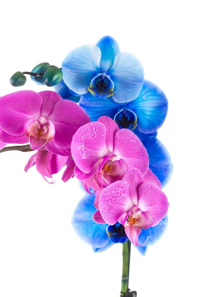 Orkidé Rosa Blå Blomma Med Vatten Droppar Isolerad Vit Bakgrund — Stockfoto