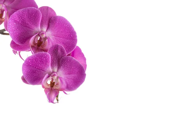 Орхидея Розовый Цветок Капли Воды Изолированы Белом Фоне — стоковое фото