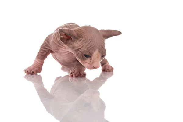 One Month Old Canadian Sphynx Kitten Cat White Background — Stock Photo, Image