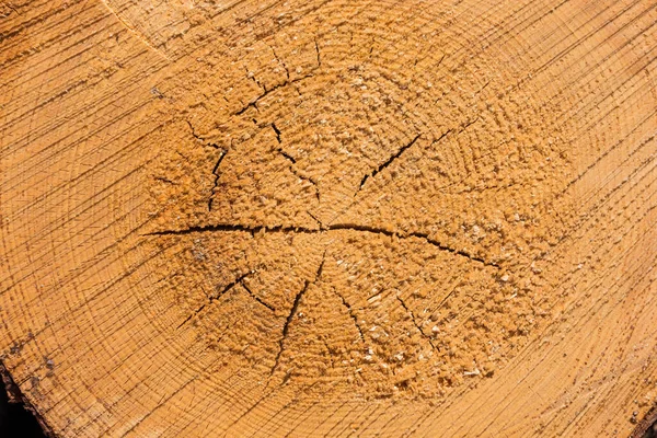 Holzscheite Holzeinschlag Wald Frisch Geschnittene Baumstämme Stapeln Sich Als Hintergrundstruktur — Stockfoto