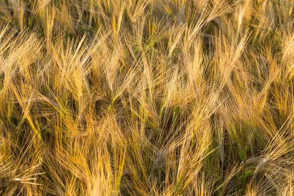Güneş Işığında Buğday Başakları Sarı Buğday Tarlası — Stok fotoğraf
