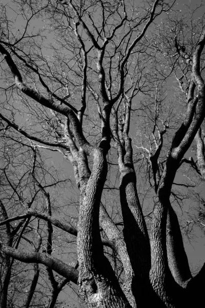 Spooky Abstrakt Svart Och Vitt Träd Silhouette Soluppgång Tid — Stockfoto