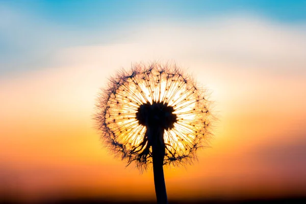 Karahindiba Çiçeği Gün Batımıyla Kaynaşmış Bir Ampul Gibi Görünüyor — Stok fotoğraf