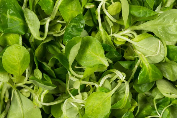 Mach Salat Grünen Salat Nahaufnahme Hintergrund — Stockfoto