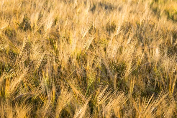 Špičáky Pšenice Slunci Žluté Pole Pšenice — Stock fotografie