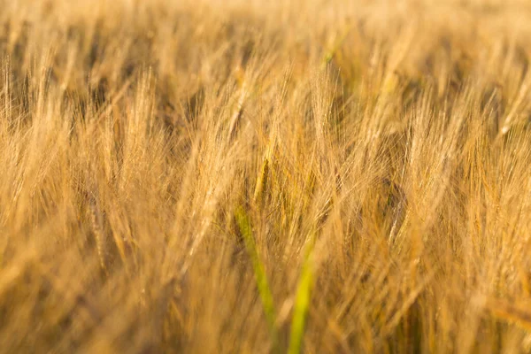 Колючки Пшеницы Солнечном Свете Желтое Пшеничное Поле — стоковое фото