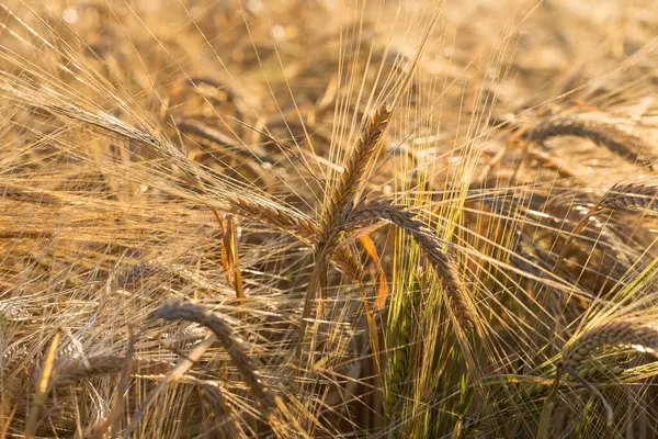 Pozadí Zralých Uší Žlutého Pšeničného Pole Pozadí Oblačné Oranžové Oblohy — Stock fotografie
