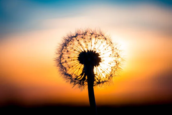 Квітка Кульбаби Зливається Заходом Сонця Виглядає Цибулина — стокове фото