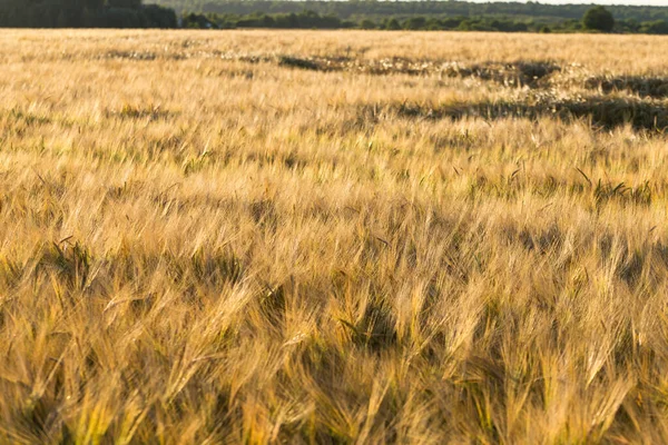 Spikelets Wheat Sunlight Yellow Wheat Field — Stock Photo, Image