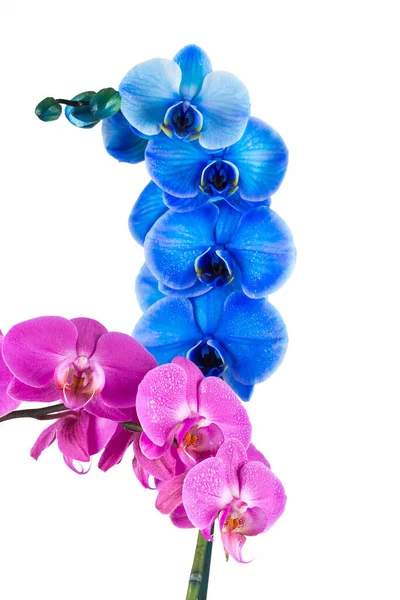 Orchid Pink Blue Flower Water Drops Isolated White Background —  Fotos de Stock