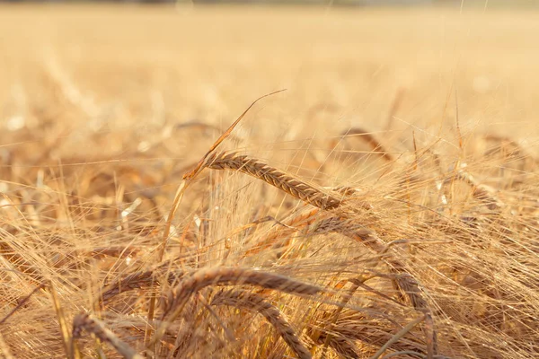 Arkaplanda Sarı Buğday Tarlalarının Olgunlaşan Kulakları Gün Batımı Bulutlu Turuncu — Stok fotoğraf