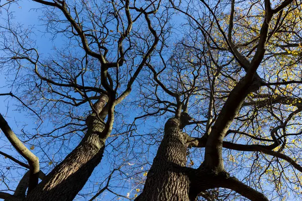 Vibrant Χρωματιστό Treetop Μπροστά Από Γαλάζιο Του Ουρανού Στο Φθινόπωρο — Φωτογραφία Αρχείου