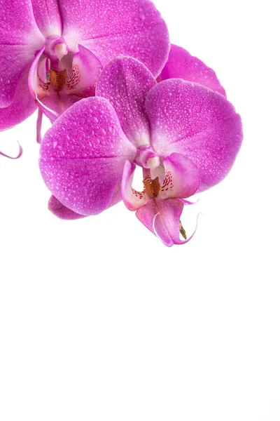 Orchidee Rosa Blume Mit Wassertropfen Isoliert Auf Weißem Hintergrund — Stockfoto