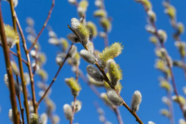春先にふわふわの柔らかい柳芽 — ストック写真