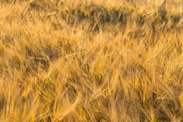阳光下的麦穗 黄麦田 — 图库照片
