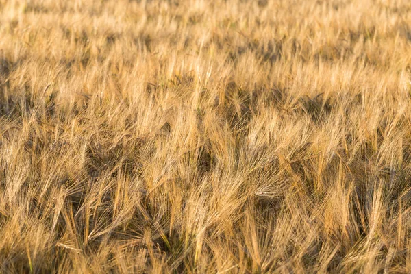 Καρύδια Σιταριού Στο Φως Του Ήλιου Κίτρινο Χωράφι Σίτου — Φωτογραφία Αρχείου