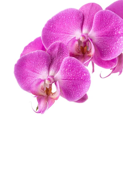 Orchidee Rosa Blume Mit Wassertropfen Isoliert Auf Weißem Hintergrund — Stockfoto
