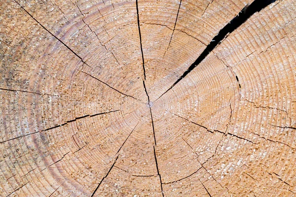 Old Wood Log Texture Background — Stock Photo, Image
