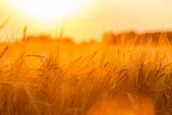 Golden Ears Wheat Farm Field — Stock Photo, Image