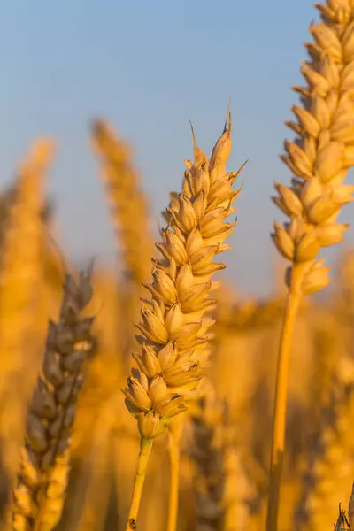 Buğday Alanı Kapatmak Yukarıya Mavi Gökyüzü — Stok fotoğraf