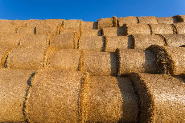 Piled Hay Bales Field Blue Sky Sunset Time — Stock Photo, Image