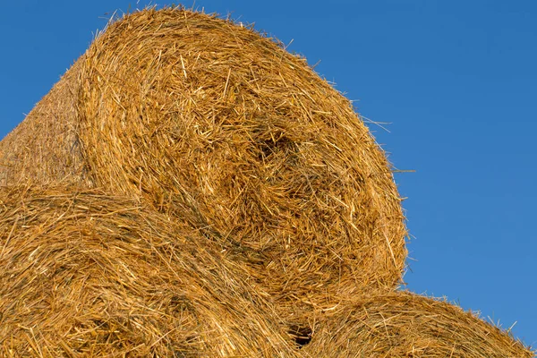 Piled Hay Bales Field Blue Sky Sunset Time — Stock Photo, Image