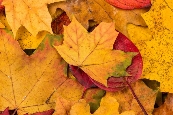 Krásné Žluté Červené Podzimní Listí Texturu Pozadí — Stock fotografie