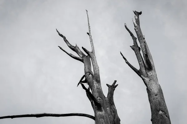Siyah Beyaz Gökyüzü Karşı Yanık Ağaç — Stok fotoğraf