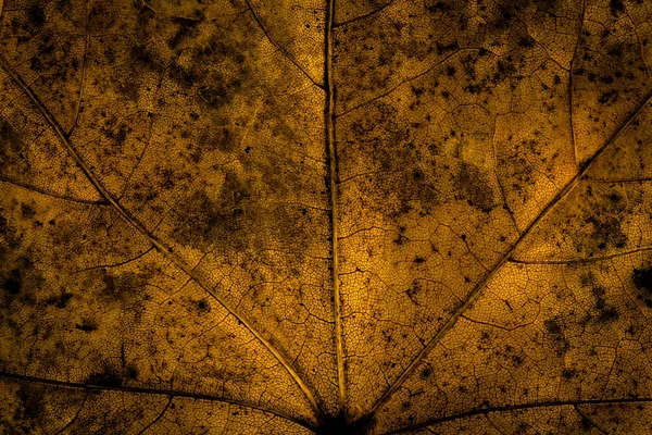黑暗秋季叶片质地的微距拍摄图像 — 图库照片