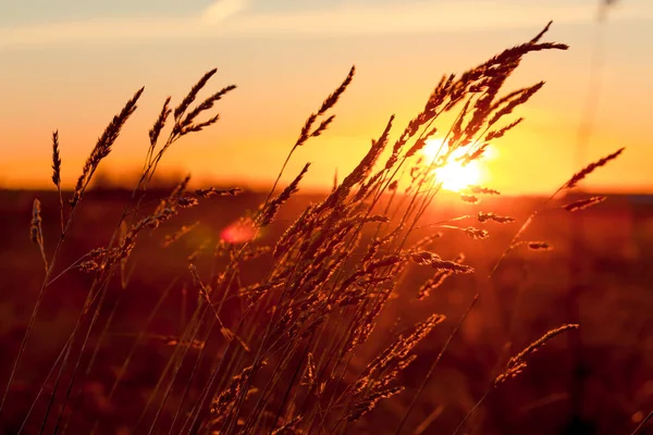 Gräs Vid Solnedgången Med Stark Vind Och Sol Bakgrunden — Stockfoto