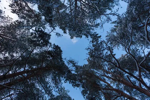 Fichtenwald Winterlandschaft Von Schnee Bedeckt — Stockfoto