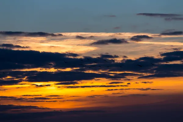 Birds Flying Sea Sunset Shot — Stock Photo, Image