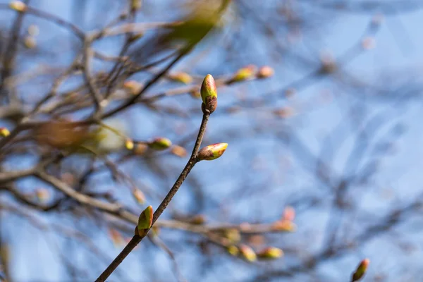Buds Tree Spring Time — Stock Photo, Image