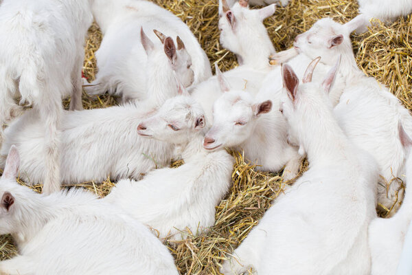 Domestic goats in the farm sleeping on straw