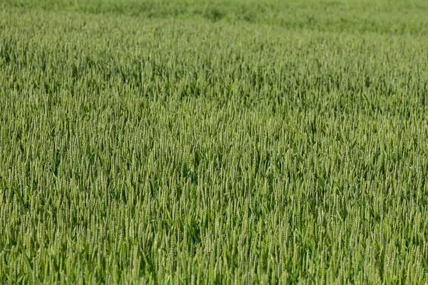 Green Wheat Farm Field Early Summer — Stock Photo, Image