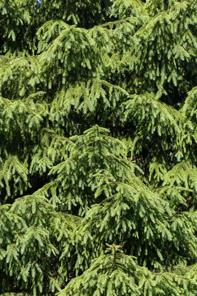 Groene Achtergrond Van Pine Kerstboom Takken — Stockfoto
