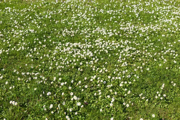 Muitas Pequenas Flores Brancas Vista Superior Prado Verde — Fotografia de Stock