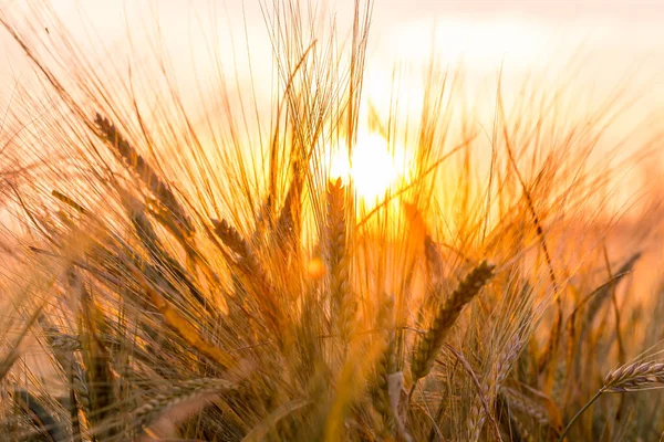Золотые Колосья Пшеницы Поле — стоковое фото