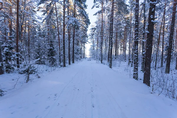 Зимний Лес Покрытой Снегом Дорогой Закате — стоковое фото