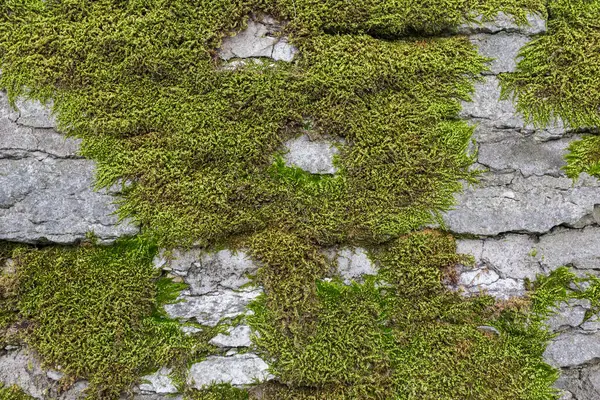 Old Stone Wall Background Moss Lichen — Stock Photo, Image